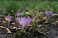 Plant nu bloembollen voor een tuin vol kleur in maart