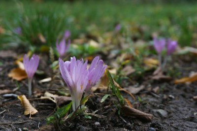 Plant nu bloembollen voor een tuin vol kleur in maart